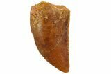 Serrated, Raptor Tooth - Real Dinosaur Tooth #80071-1